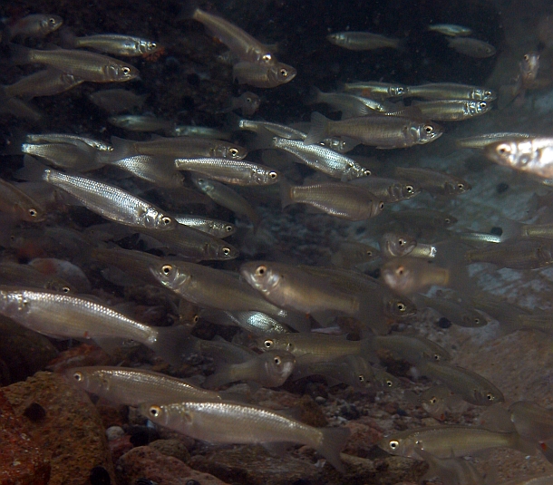 Sustainable farming sees fingerlings flourish